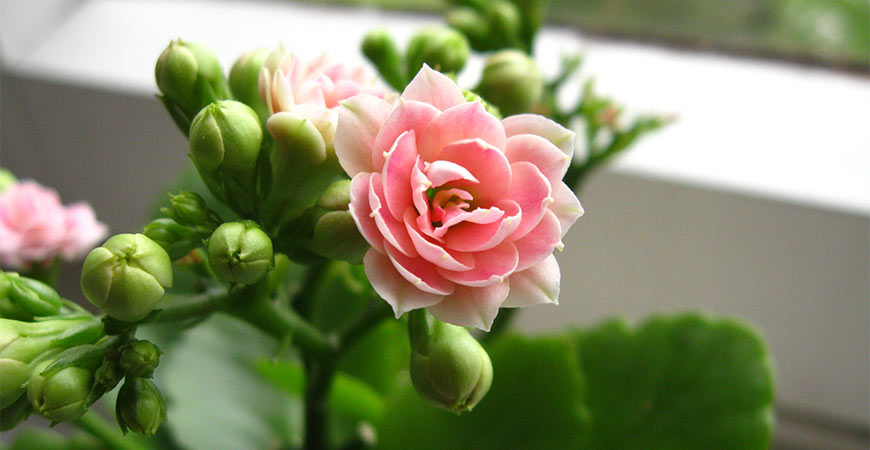 kalanchoe flower