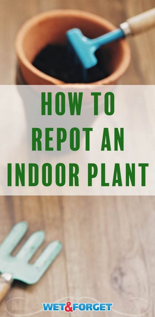 Repotting Indoor Plants A HowTo Guide Life's Dirty. Clean Easy.