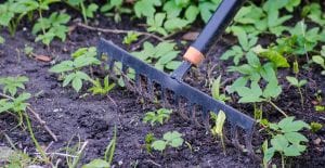 Raking your garden is a great way to burn extra calories.