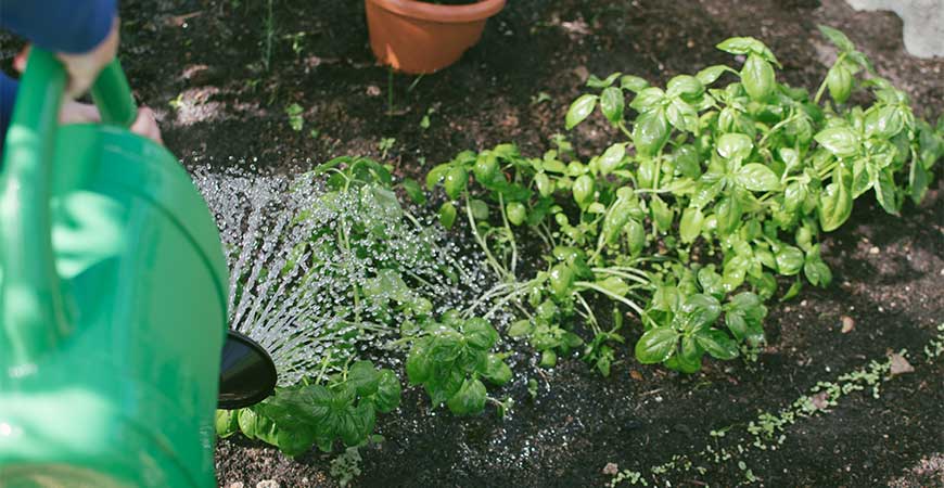 Take care of your herb garden for National Garden Month. 