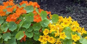 Two different colors of nasturtium