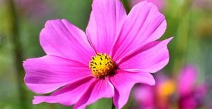 Cosmos are great plants for your wildflower garden.