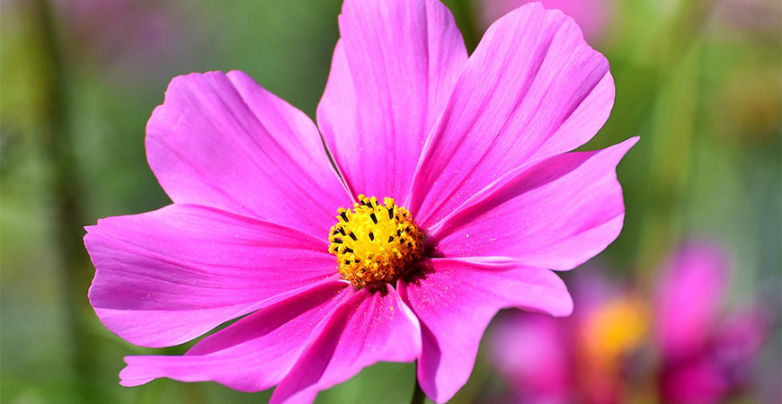 Cosmos are great plants for your wildflower garden. 