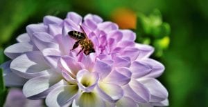 beneficial garden insects