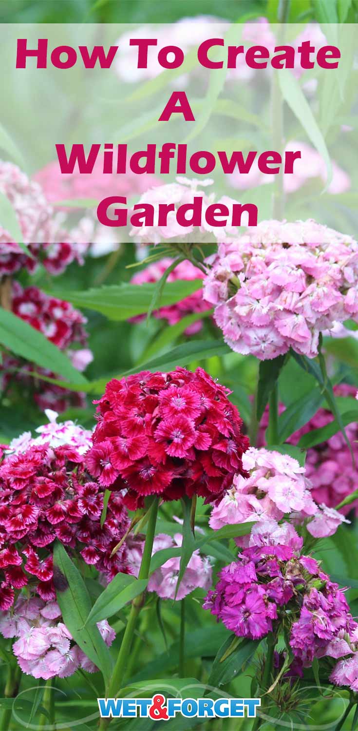 Need a more low-maintenance garden? Create a wildflower garden in your backyard with our guide!