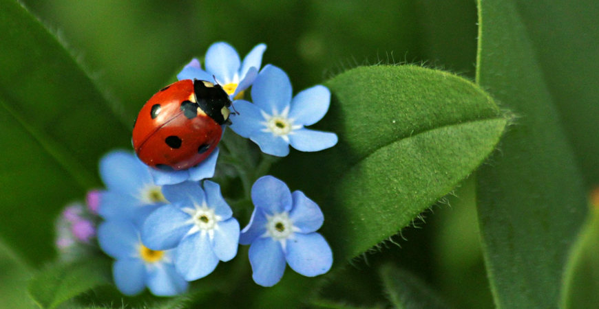 Beneficial garden insects- Ladybug