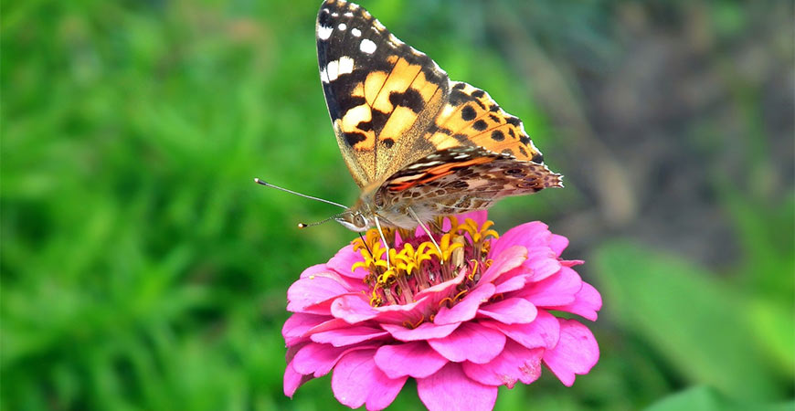 Zinnia with butterfly