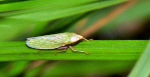 common garden pests