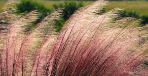 types of ornamental grass