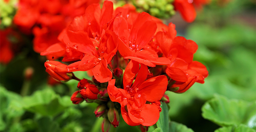 Incorporate red geraniums into your patriotic pots!