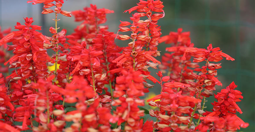 Salvia are good red flowers to add to your garden.