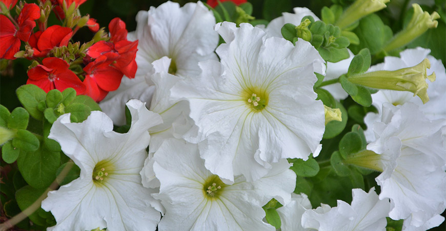 White petunias are a great addition to your potted flower arrangements!