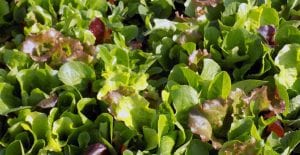 when to start seeds for fall