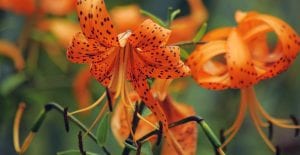 growing lilies