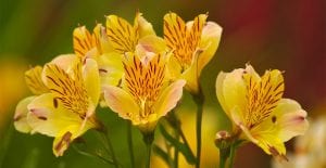 alstroemeria attracts bees and butterflies