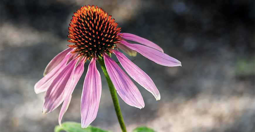Want a plant that will bloom all summer? Plant coneflower to add some flare to your yard.