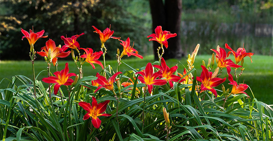 Daylily flowers are bold and beautiful, making the perfect summer bloom