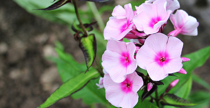 Phlox are subtle yet beautiful flowers to grow in a garden.