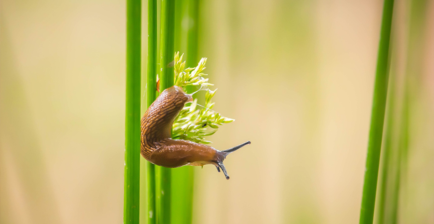 a brown slug