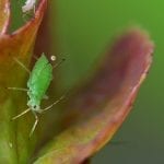 How to Protect Your Plants from these 5 Common Garden Pests
