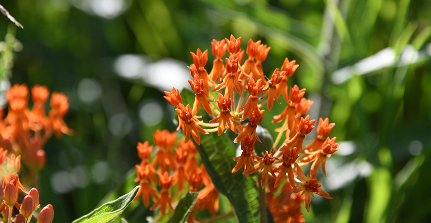 butterfly weed for pollinator garden