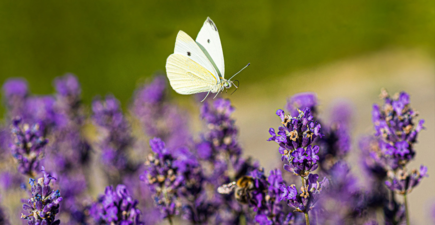 butterflies are beneficial garden insects 