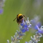 The Best Pollinator-Friendly Plants for Your Garden