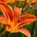Growing Lilies: How to Grow and Care for Daylilies