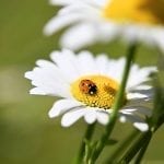 How to Attract Beneficial Garden Insects That Are Good for Your Garden