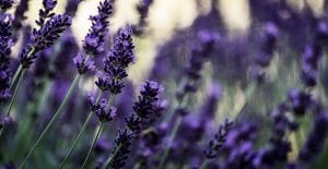 lavender is a great option to attract pollinators