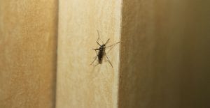 mosquitoes cause itchy bumps on skin