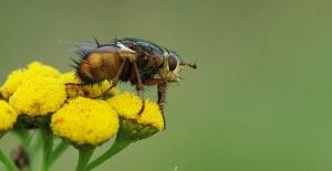 tachinid fly on a flower