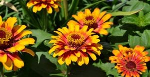 Zinnias attract pollinators