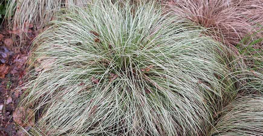 Carex phoenex green is a wonderful ornamental grass to add to your yard.