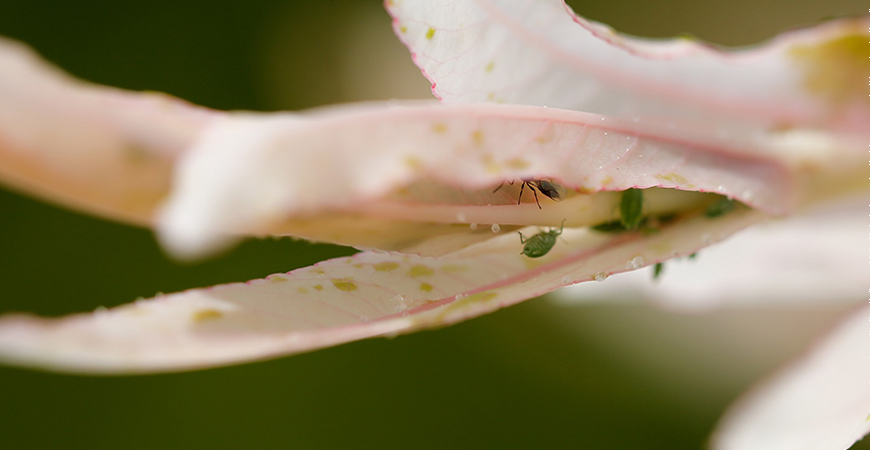 eliminate common plant pests before transporting them inside