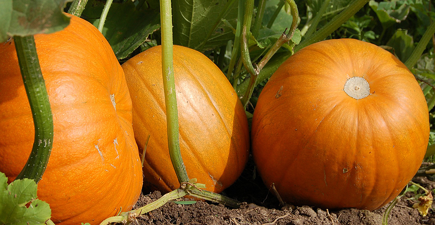 how to grow pumpkins