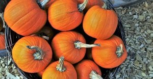 how to grow pumpkins
