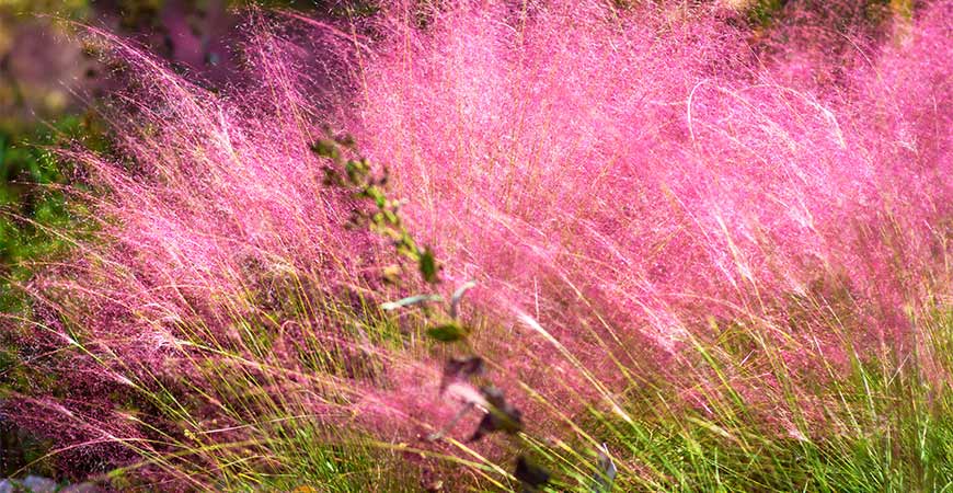 Add a pop of color to your garden this by planting regal mist pink muhly grass.