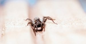 spider in home