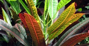 croton plant