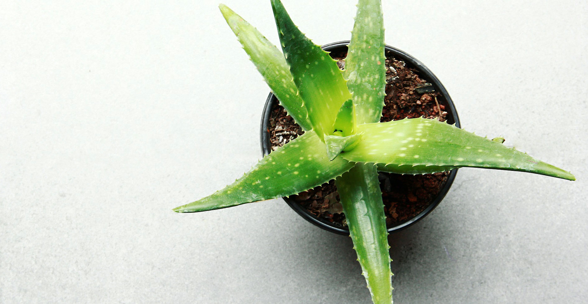  how to grow Aloe Vera indoors
