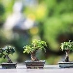 Grow Indoor Trees for a Healthier Home