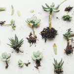 Top 7 Succulents to Easily Propagate