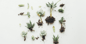 propagating succulents from leaf and stem cuttings