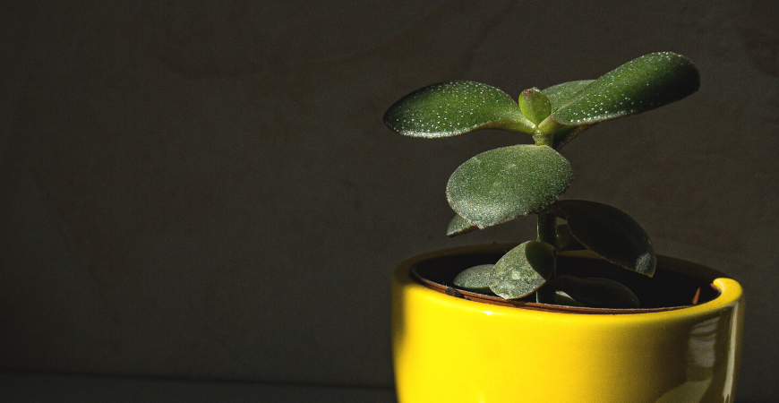 jade plant 