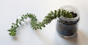 burro's tail succulent