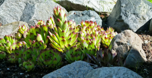 succulent propagation