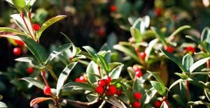 holly shrub