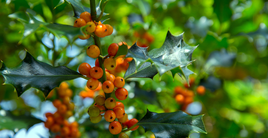 Close up holly berries
