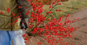 Winterberry Holly